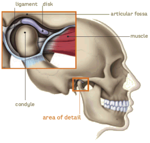 المفصل الفكي الصدغي tmj anatomy