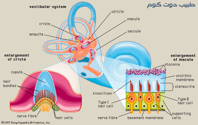 الجهاز الدهليزي vestibular system