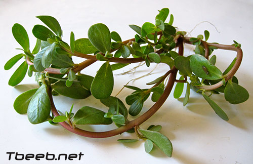 البقلة المائية " Purslane