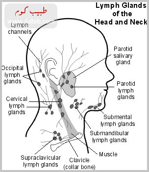 lymphatic.jpg