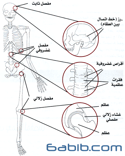 كيف يعمل المفصل - انواع المفاصل
