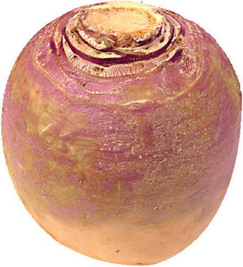 اللفت Turnip