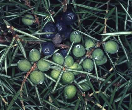 العرعر الشائع Juniper - Juniperus communis -
