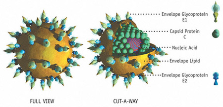 التهاب الكبد الفيروسي ج –  الوباء الصامت -  Hepatitis C