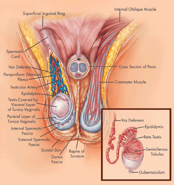 الخصية Testis تشريح جسم الانسان طبيب