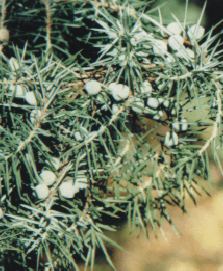 العرعر الشائع Juniper - Juniperus communis -