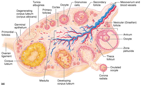 المبيض Ovary تشريح جسم الانسان طبيب