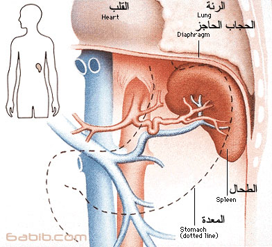 الطحال Spleen