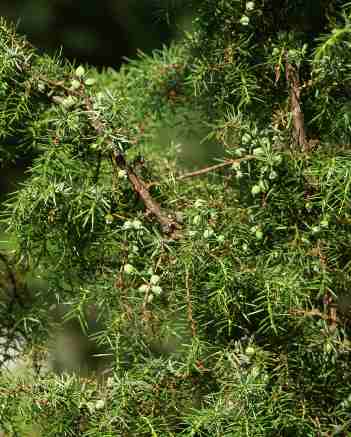 العرعر الشائع Juniper - Juniperus communis -